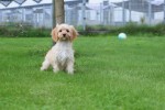 Cavapoo (teef) 51685