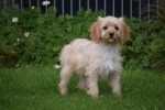 Cavapoo (teef) 51685