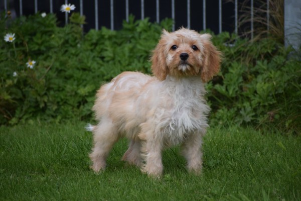 Cavapoo (teef) 51685