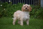 Cavapoo (teef) 51685
