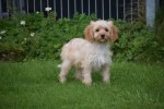 Cavapoo (teef) 51685