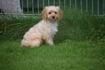 Cavapoo (teef) 51685