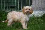 Cavapoo (teef) 51685
