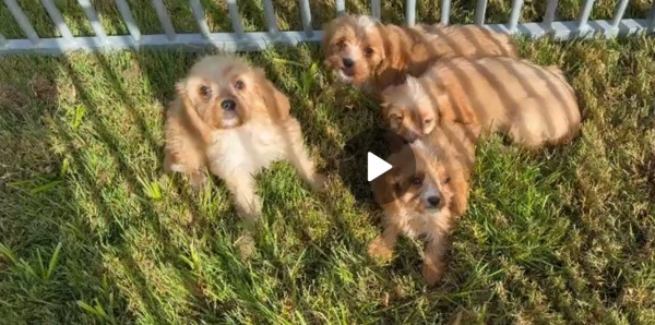 Cavapoo (teef) 51685