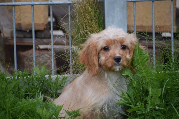 Cavapoo (teef) 67341