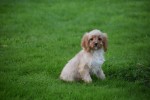 Cavapoo (teef) 67341