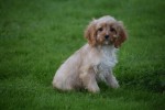 Cavapoo (teef) 67341
