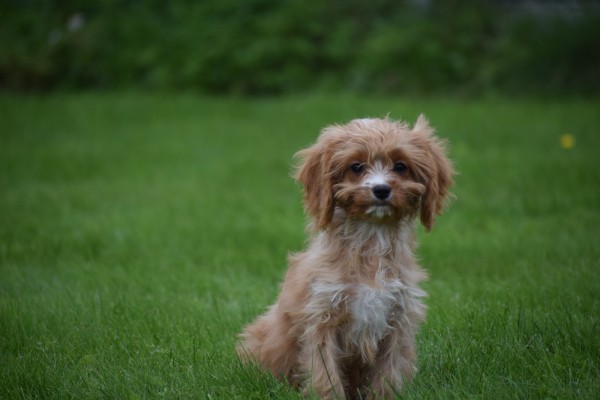 Cavapoo (teef) 44664