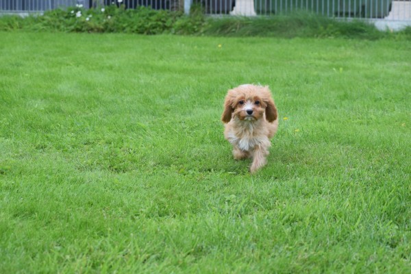 Cavapoo (teef) 44664