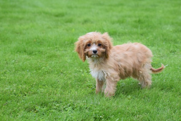 Cavapoo (teef) 44664