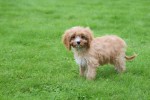 Cavapoo (teef) 44664
