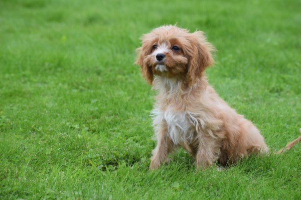 Cavapoo (teef) 44664