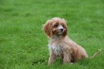 Cavapoo (teef) 44664