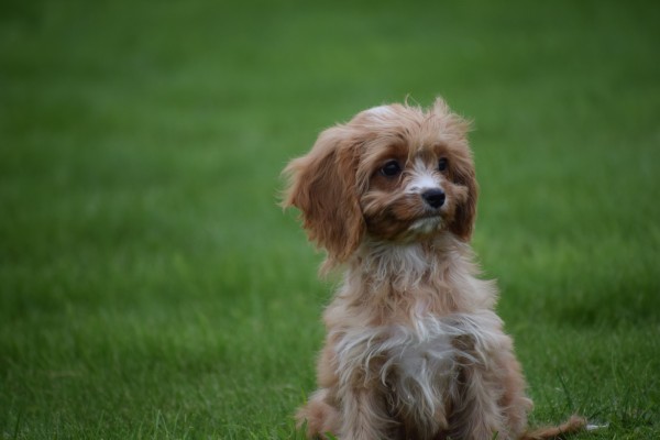 Cavapoo (teef) 44664