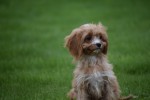 Cavapoo (teef) 44664