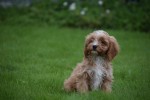 Cavapoo (reu) 67939