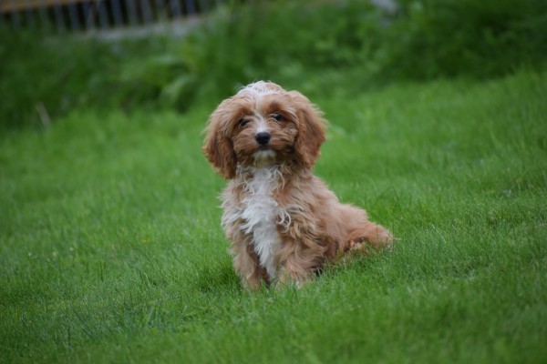 Cavapoo (reu) 67939