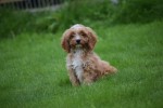 Cavapoo (reu) 67939
