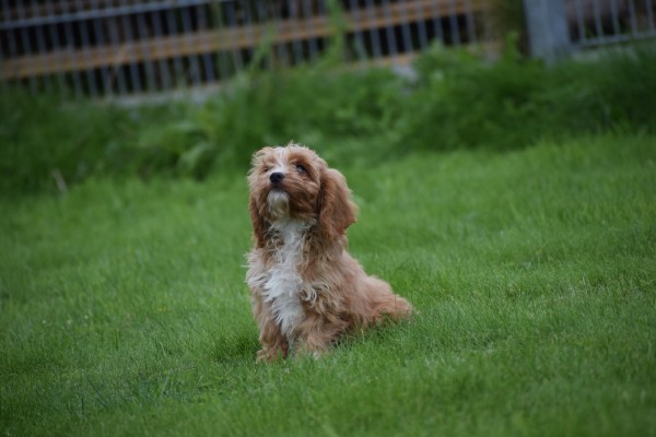 Cavapoo (reu) 67939