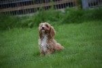 Cavapoo (reu) 67939