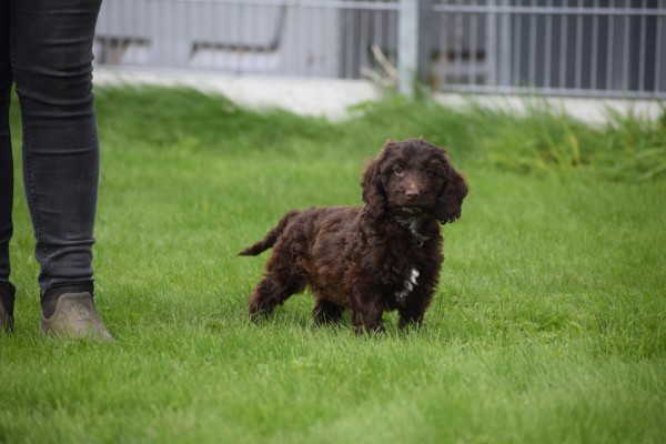 Cockapoo (teef) 45316
