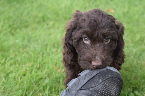 Cockapoo (teef) 45316