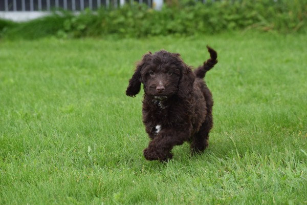 Cockapoo (teef) 45316