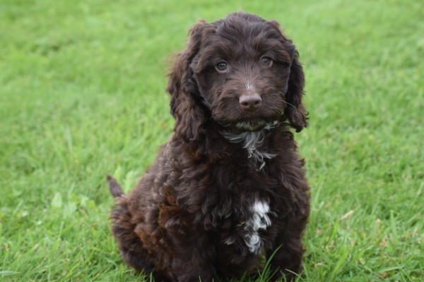 Cockapoo (teef) 45316