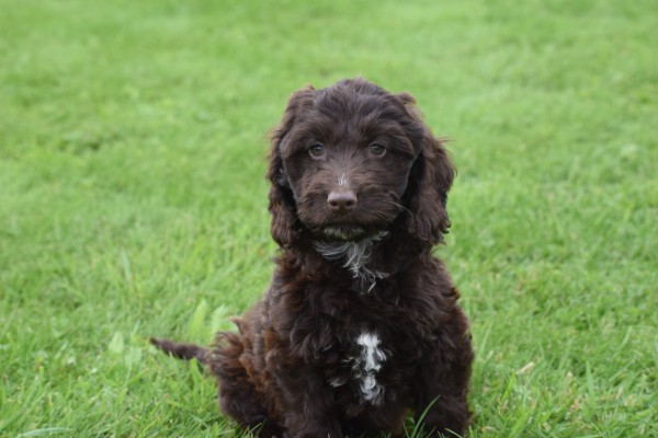 Cockapoo (teef) 45316