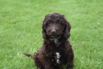Cockapoo (teef) 45316