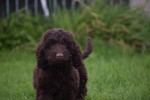 Cockapoo (reu) 44597