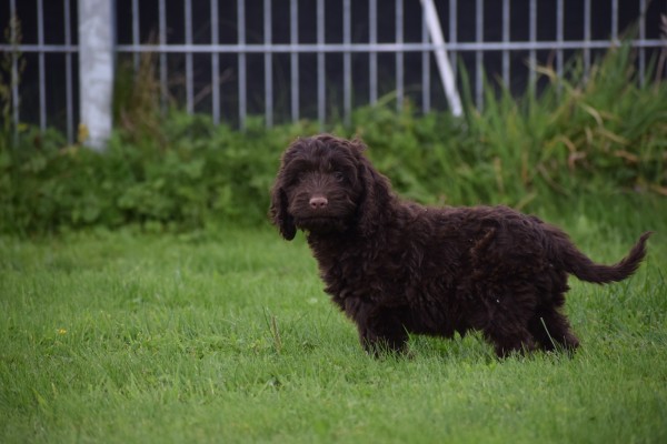Cockapoo (reu) 44597
