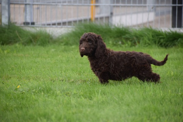 Cockapoo (reu) 44597