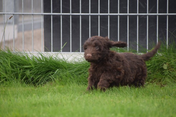 Cockapoo (reu) 44597