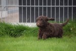 Cockapoo (reu) 44597