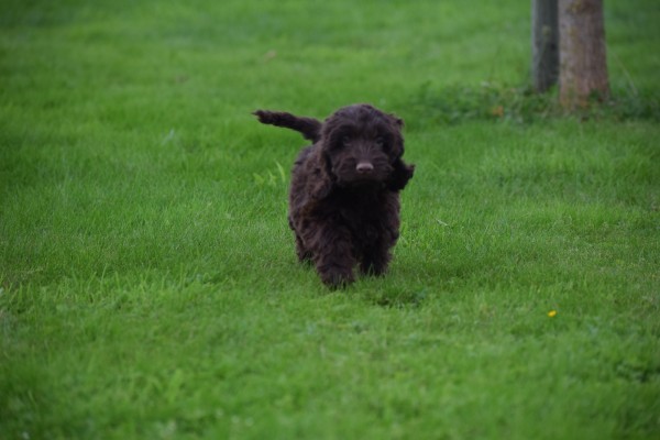 Cockapoo (reu) 44597