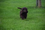 Cockapoo (reu) 44597