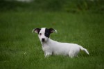 Jack Russel (teef) 68460