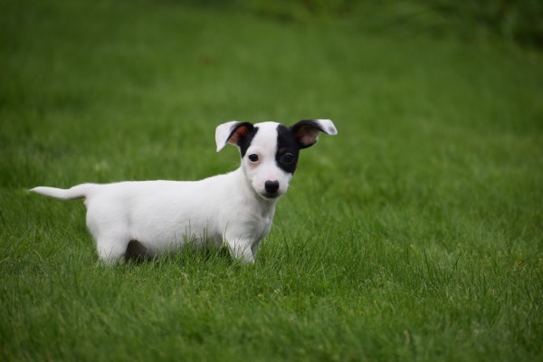 Jack Russel (teef) 68460