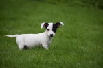 Jack Russel (teef) 68460
