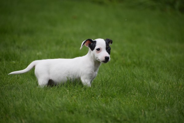 Jack Russel (teef) 68460