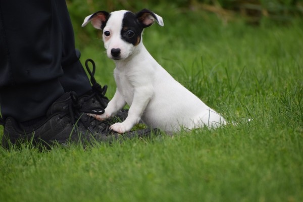 Jack Russel (teef) 68460