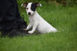 Jack Russel (teef) 68460