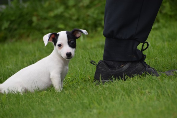 Jack Russel (teef) 68460