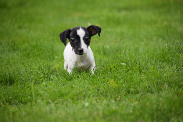 Jack Russel (teef) 67892