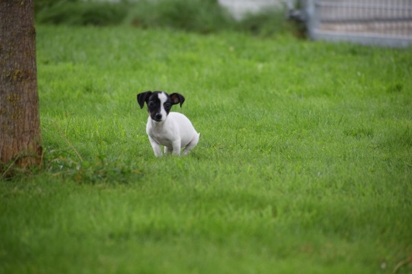 Jack Russel (teef) 67892