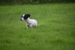 Jack Russel (teef) 67892