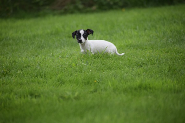 Jack Russel (teef) 67892