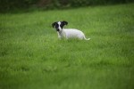 Jack Russel (teef) 67892