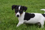 Jack Russel (teef) 68629